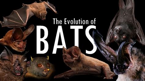 is just bats a legit website: The Evolution of Writing Styles Over Time